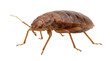 © ArsiStudio - Close-up of a single brown bed bug insect on a white background