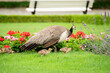 © Bogdan - Female peacock leading her offspring through a manicured summer garden