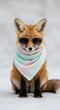 © Mr - Fashionable red fox wearing aviator sunglasses and a mint green silk scarf on a white background