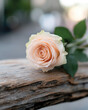 © Milos - A beautiful peach rose delicately resting on a rustic wooden log, creating a warm and natural aesthetic perfect for nature-inspired designs and compositions.