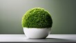 © Cristina - lush green moss ball in white ceramic pot on minimalistic surface