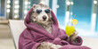 © Bonsales - Dog enjoying luxury spa or holiday vacation, lounging in a bathrobe and sunglasses with a drink, finding relaxation