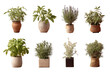 © Mozammel - A row of potted plants with different types of herbs