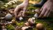 © Diclonius - Hands carefully gather freshly foraged mushrooms, nestled among moss, leaves, and woodland, an inviting close-up.