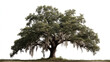 © Shahazadi - Large live oak tree with Spanish moss, isolated on white background