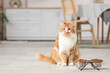 © Pixel-Shot - Cute cat sitting near bowls with dry food at home