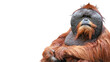 © Patrick Rolands - Portrait of an adult male orangutan making eye contact isolated on a white background with room for text