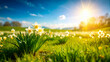 © Mariusz Blach - White daffodils on green meadow with sunshine in springtime. flowers blossom