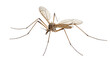 © Salman - Close-up of a single brown mosquito with translucent wings isolated PNG with Transparent Background