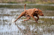 © Duvekot Fotografie - young vizsla running through water