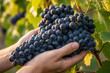 © IDNProdesign - Hands holding bunches of ripe dark grapes on vine in vineyard, concept of harvest, winemaking, and fresh organic fruit