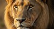 © Creations Photo  - A close-up portrait of a majestic lion with golden fur and piercing yellow eyes, set against a blurred natural background, conveying a sense of pride and strength.