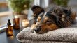© Denis Yevtekhov - Pampered dog pooch indulges in spa day enjoying CBD oils, rising trend of CBD oil for pet relaxation and wellness, animal therapeutic treatment, with copy space