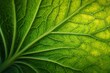 © Igor - Fresh green leaf with detailed veins