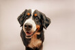 © RooM The Agency - Close-up portrait of a blind Bernese mountain dog in front of a grey background
