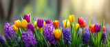 Colorful tulips and hyacinths bloom in a spring meadow with sunlight shining in a garden setting