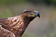 © alberto - a powerful golden eagle (aquila chrysaetos) in spain