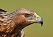 © alberto - a powerful golden eagle (aquila chrysaetos) in spain