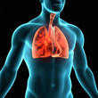 © egaage - Anatomical illustration of a human torso with glowing orange lungs, highlighting the respiratory system and vital organs within the chest cavity for medical or educational purposes