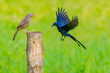 © ManojKumar - Ashy drango and Jungle babbler flying over a green field. Bird is trying to sit on log and fighting for place