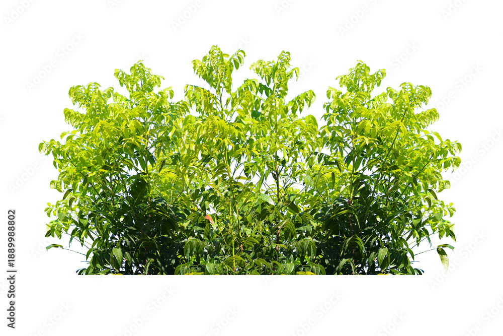 Green bush isolated transparency background..
