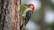 © ry365 - a close up view showcases a vibrant red headed woodpecker clinging to the textured bark of a tree displaying its striking plumage
