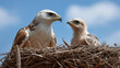 © Nataliya - Short-toed eagle species caring for offspring in natural nest environment, raptor parenting, bird conservation, wildlife nurturing behavior, with copy space