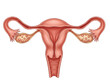 © Tawhidbd - Illustration of the female reproductive system isolated on transparent background