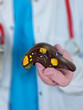 © Nadzeya - Model of a human liver held by a doctor during a medical demonstration