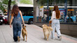 © DMegias - Two young women from behind walking their dogs on leashes along a city sidewalk, passing a bus stop and urban reflections