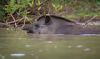 © David W Shaw - A South American Tapir (Tapirus terrestris) swims in a river in Brazil's Pantanal, the world's largest tropical wetland.