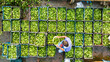 © AmazingAerialAgency - Aerial view of a vibrant array of green produce neatly arranged in blue crates, creating a stunning mosaic of color and texture, Shibganj, Rajshahi Division, Bangladesh.