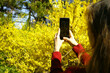 © tanyatorgonskaya - Person photographing yellow forsythia blooms with phone held vertically. Symbolizes botanical documentation activity, citizen science participation, and nature-based social media content creation.