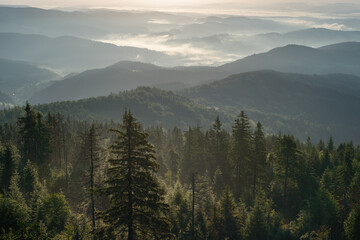  Misty mountain landscape in Gorce Mountains, Poland, seen from observation tower at sunrise with layered forested hills and foggy valleys