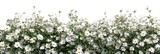 PNG White daisy flowers bush border daisies background white daisies.