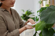 © New Africa - Woman wiping beautiful houseplant leaf at home, closeup