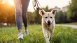 © Emilio - Calm dog walking beside its owner on quiet park path. Relaxed outdoor lifestyle with leashed pet and green background. Walking dog and daily routine concept