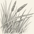 © Kiara - Detailed illustration of tall grass stalks with feathery seed heads.