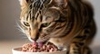 © Air - A tabby cat eating from a bowl of meat in a domestic setting, close-up view