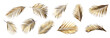 © Kayleigh - artistic collection of golden palm frond leaves with a metallic sheen, arranged against a transparent background for decorative purposes.