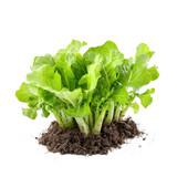 A lettuce plant swaying gently in the breeze on a farm. full length isolate on transparent background
