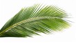 © Joshua - Coconut Palm Leaf Isolated For Object And Retouch Design