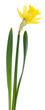 © knelson20 - Classic bright yellow daffodil flower with green stem and leaves, isolated, symbol of spring and new beginnings