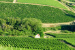 © Florent - A small white house sits nestled among dense green vineyards and patches of woodland on rolling hills in Pouilly sur Loire. The sunlit landscape features vibrant textures and a peaceful rural mood.
