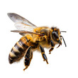 © NUR - Detailed Macro Shot of a Honey Bee in Flight on White Background insect flying