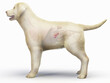 © Sebastian Kaulitzki - A Detailed 3D Depiction Of A Full Color Look At The Pancreas Of A Dog