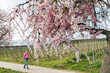 © Westend61 - Man walking beneath blooming almond tree in spring along vineyard path