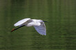 © Rolf Müller - Seidenreiher (Egretta garzetta)