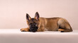 © Петухов Александр - Cute adorable puppy of german shepheard on isolated background
