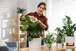 © New Africa - Woman wiping beautiful houseplant leaf at home